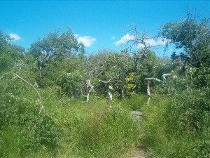 Crooked Trees  Photo from log by Mr. Walker