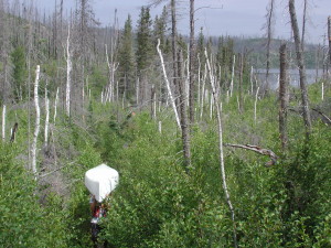 Portaging a Canoe