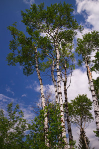 Aspens Photo credit: Ryan Goolevitch