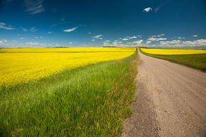 Grid by a canola field Photo credit: Ryan Goolevitch