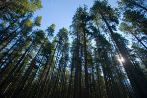 Lodgepole Pines Photo credit: Ryan Goolevitch