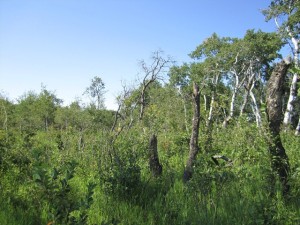 Vegetation near Sask-cache-one Photo credit: SueZeeMirth (from log on geocaching.com)