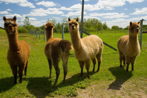 Alpacas Photo credit: Ryan Goolevitch