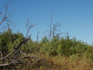 Remnants of a Past Fire Photo credit: Alex Paul